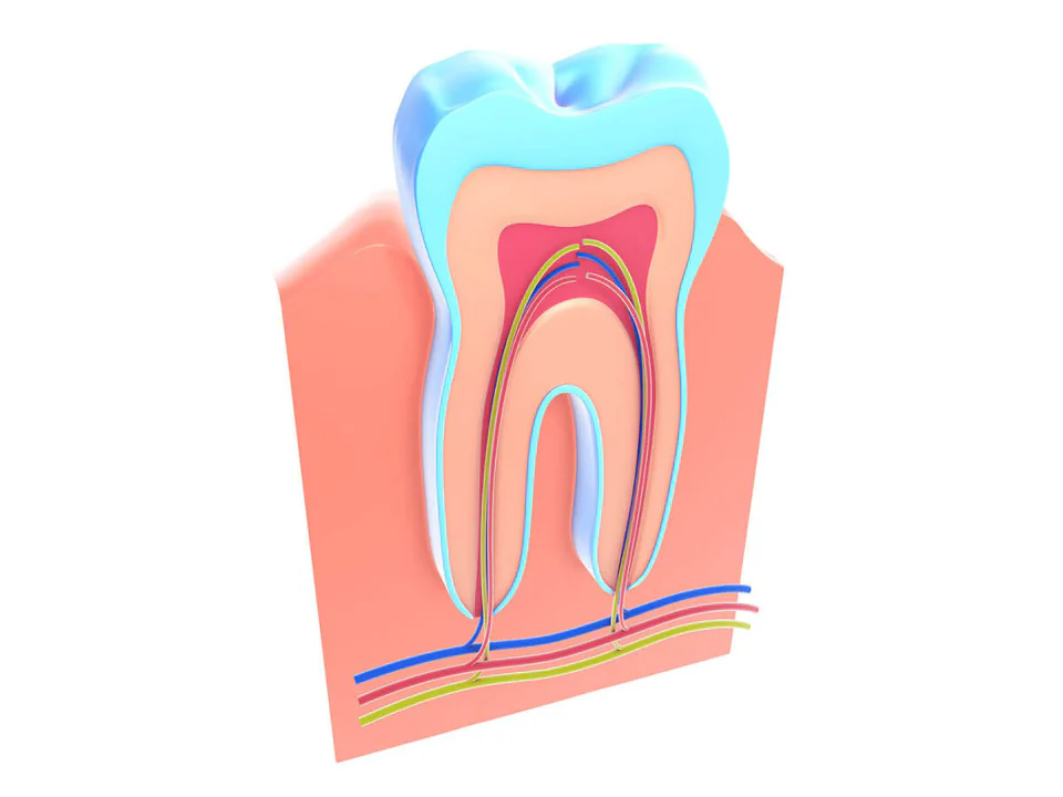 Root Canal Treatment in Tennessee at Martin Dentistry